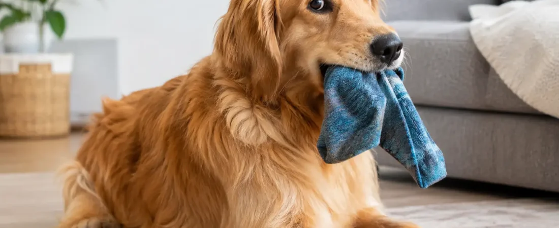 Why Dogs Hide Stolen Items: The Real Reasons